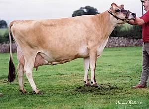 Ventonwyn Pippa EX95 9e