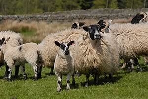 Blackfaced ewes and lambs