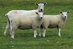 Ewe and Beltex lambs