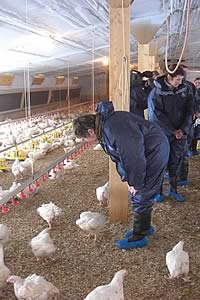 consumers visit pig and poultry units