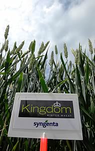 Kingdom winter wheat