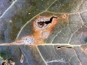 Phoma leaf spot (courtesy of Dr Peter Gladders, Plant Pathologist, ADAS UK Ltd)