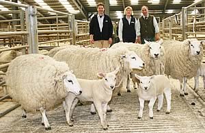 John Stapleton, left, with his Skipton Texel hoggs and lambs first prize winners, joined by Allflex’s Jane Chapman and judge Martin Brown.