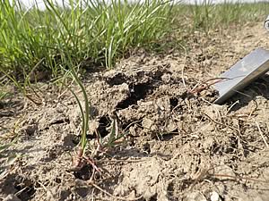 Frost heave affected seedlings
