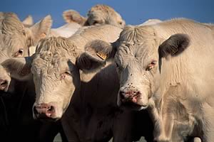 Charolais beef cattle