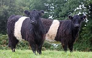 Belted Galloway heifers