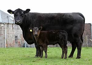 Rawburn Angus cow and calf