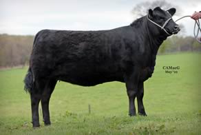Rawburn Angus heifer