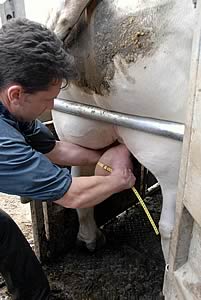 measuring bull scrotum