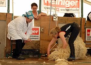 Sheep Shearing Competition