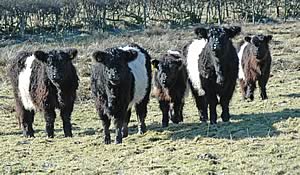 Town End Belted Galloways