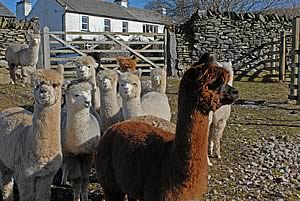 Town End alpacas