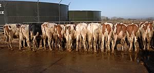 Ayrshire heifers