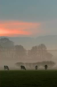 cows in mist