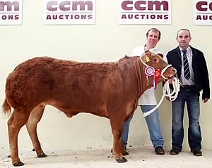 James Wilkinson with his 2010 Northern Limousin Extravaganza supreme champion, joined by judge James Wycherley.