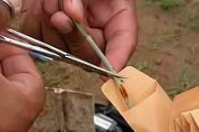 Taking a wheat rust sample