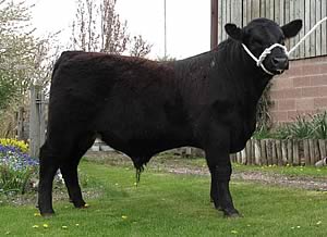 Penguin yearling bull