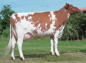 Rustler Red daughter Celine