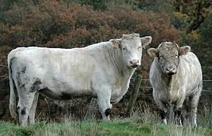 Home-bred Whitebred Shorthorn stock bulls