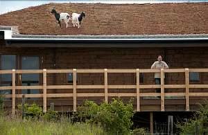 Goats on the Roof 