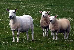 Lleyn ewe with twin lambs