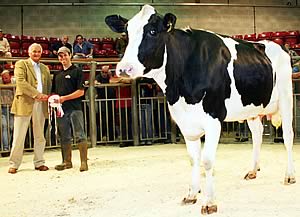 Craven Dairy Auction July champion
