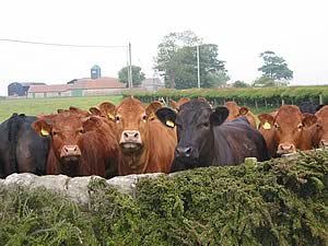 lowther cattle