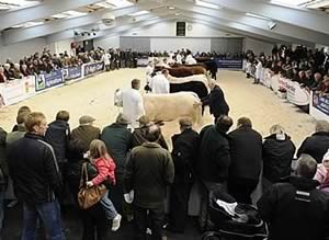 Cattle judging at Agri-Expo