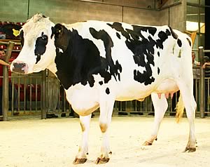 GB Jennings' Craven Dairy Auction early August champion