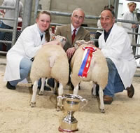 Beltex champion butchers lambs