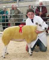 Henry Jewitt with his Skipton young handlers class-winning Beltex.