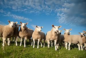 Texel mule lambs