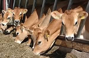 Jersey cattle
