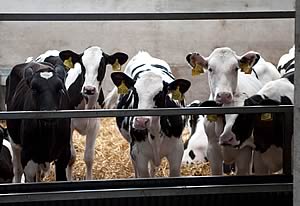 Holdale pedigree Holstein calves 