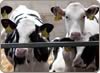 Calf pneumonia