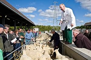 Easycare Sheep at Worcester