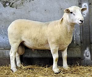 Easycare ram lamb