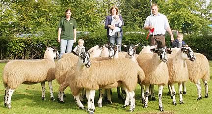 Otterburn Lodge Farm North of England Mule Sheep