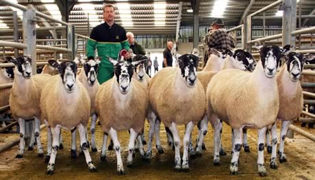 David Coates is pictured with his first prize and top price pen of Mule shearling gimmers.