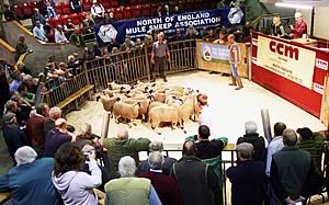Action in the ring at the latest Skipton NEMSA show and sale.