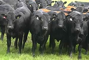 stabiliser beef cattle