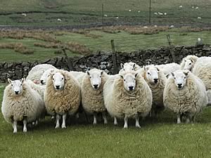 South Country Cheviot rams