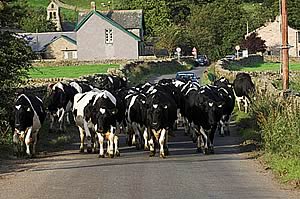 dairy cows in lane