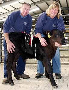 Getting to know you - David and Julie Asquith with their newly acquired Skipton rearing calves champion.
