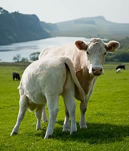 Whitebred Shorthorn cow and calf