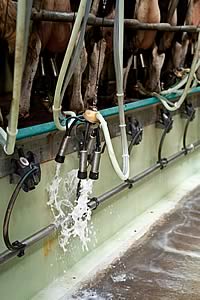 milking parlour