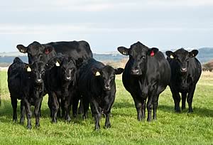 grazing cattle