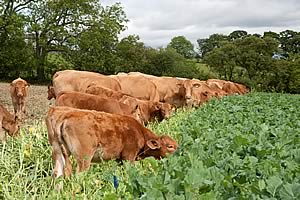 South Devon cattle