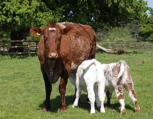 Beef Shorthorn cow suckling calves
