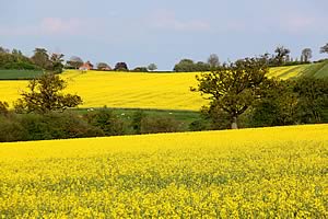 Oliseed rape